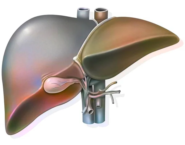 Liver Gall Bladder Evidence Hepatic Hilum — ストック写真