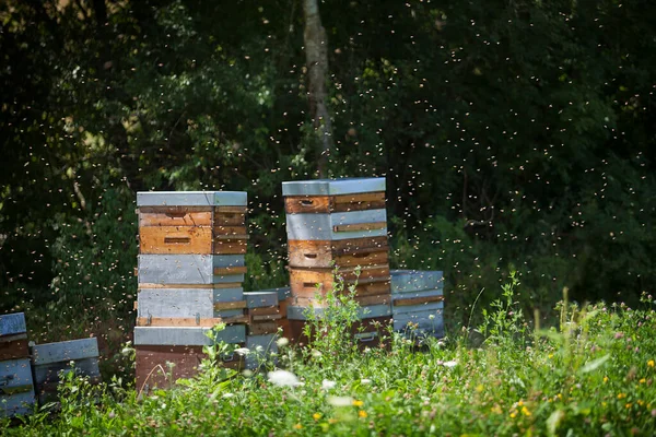 Сбор Меда Пчеловода Франции — стоковое фото