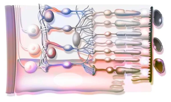 Zoom Structure Retina Vitreous Body Internal Limiting Membrane Ganglion Cells — Stok Foto