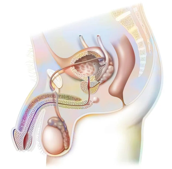 Male Genitourinary Tract Penis Testes Bladder — Stock Photo, Image