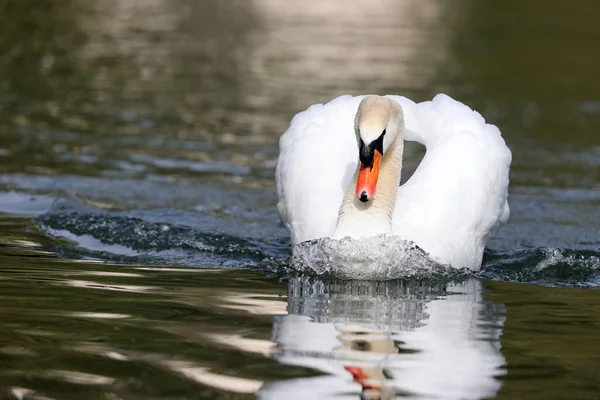 Mute Swan Park Paris Ile France France — Photo