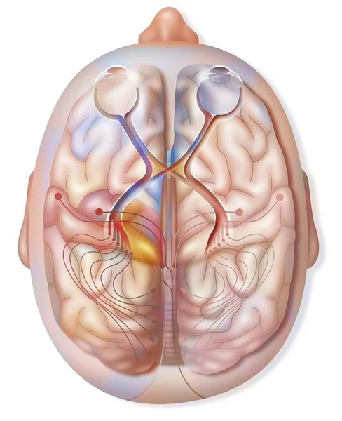 Superior View Path Transmission Visual Information Retina — Foto de Stock