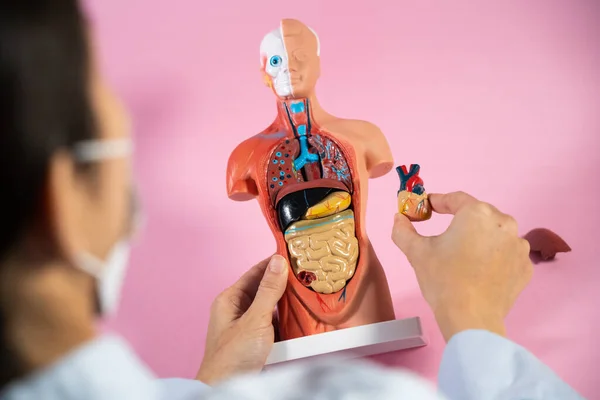 Anatomical Mannequin Teaching Human Organs — Stock Photo, Image