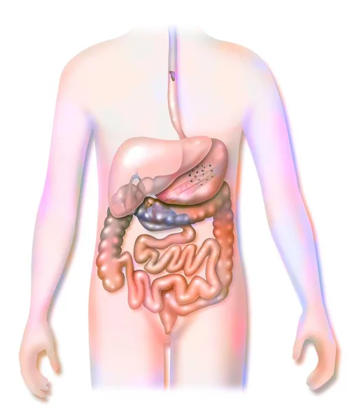 Digestive System Gallbladder Back Liver —  Fotos de Stock