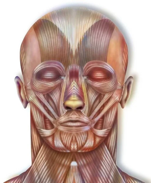 Head Cutaway Anatomy Head Muscles Front View — Foto de Stock