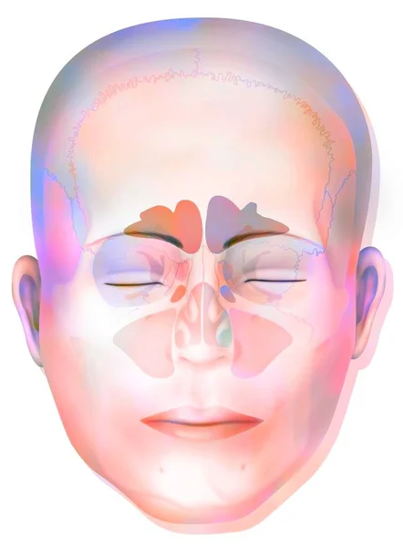 Sinus Frontal Sphenoidal Ethmoidal Maxillary Sinuses — Stok Foto