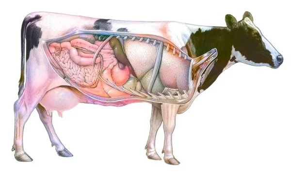 Анатомия Коровы Показывающая Легкие Пищеварительную Систему — стоковое фото