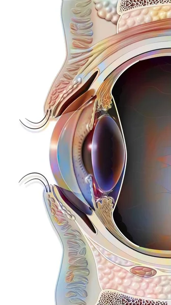 Median Sagittal Section Eye Eyelid — Zdjęcie stockowe
