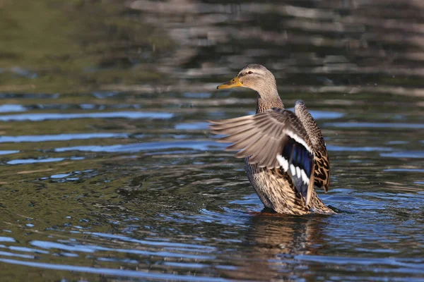 Γυναικεία Πάπια Mallard Ένα Πάρκο Στο Παρίσι Ile France Γαλλία — Φωτογραφία Αρχείου