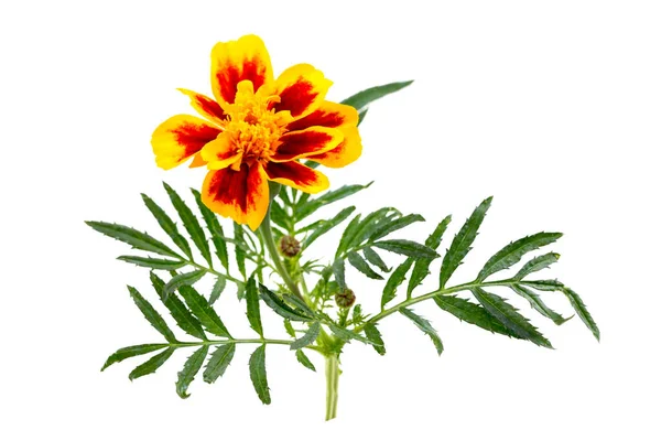 Indian Marigold Tagetes Erecta Tagetes Patula Profile White Cutout Background — Foto Stock