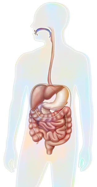 Digestive System Oral Cavity Esophagus Thoracic Abdominal — 图库照片