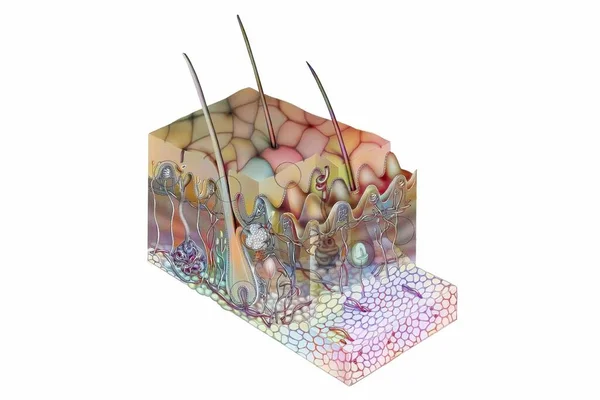 Порез Кожи Различными Компонентами Такими Фолликулы Волоски — стоковое фото