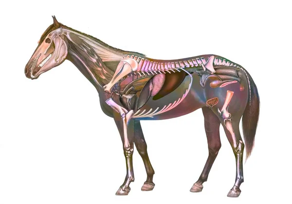 Анатомия Кобылы Показывающая Сердце Желудок Скелет — стоковое фото