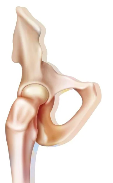 Bone System Bony Joint Hip — Stock Photo, Image