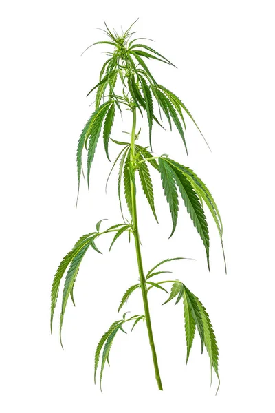 Image Large Green Twig Cannabis Isolated White Background — 스톡 사진