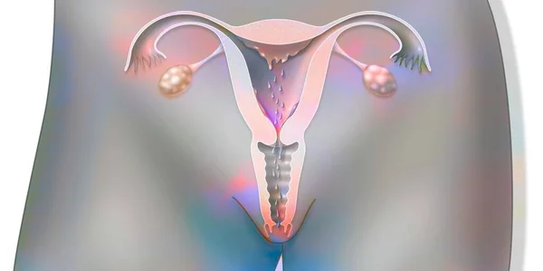 Анатомия Женской Репродуктивной Системы Время Менструации — стоковое фото