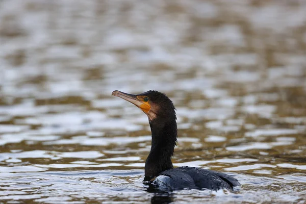 Great Cormorant Park Western Paris Ile France France — Foto Stock