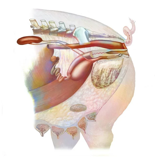 Anatomy Urogenital System Sow Kidneys Ureter Bladder — Stock Photo, Image