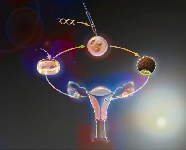 Main Steps Genetic Manipulation Human Embryos — ストック写真