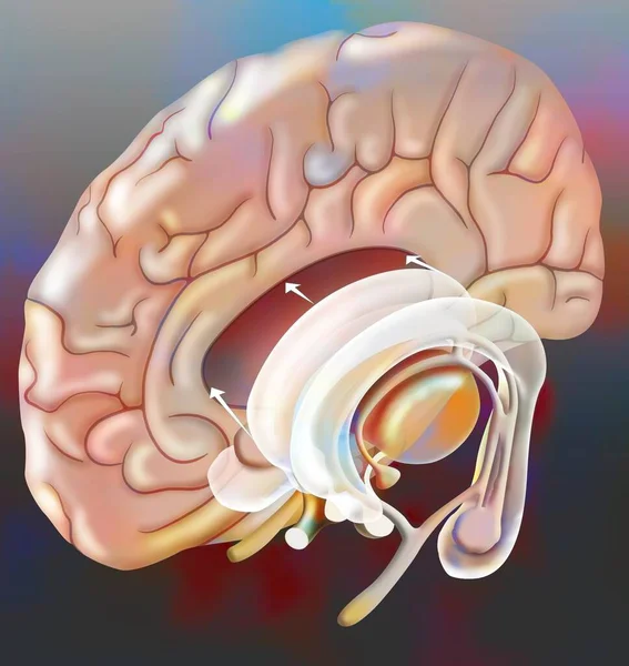 Median Structures Connecting Cerebral Hemispheres Hippocampus Hypothalamus Pituitary — Stockfoto