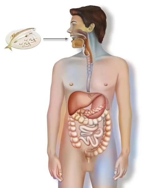 Digestive System Food Traveling Absorption Mouth — Stok fotoğraf