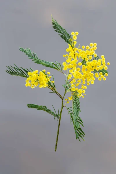 Branches and flowers of mimosa on a grey background. copy space