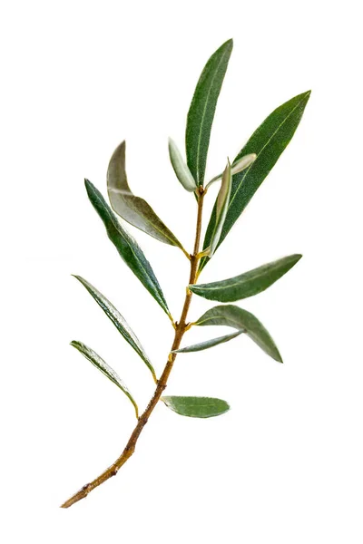 Eucalyptus Branch Isolated White Background — Stock Photo, Image