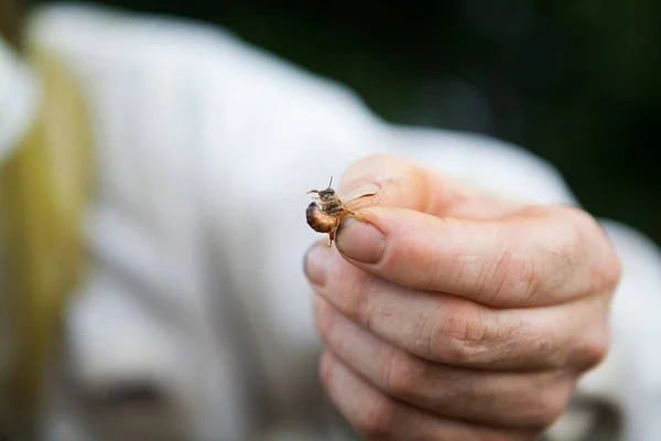 Beekeeper Holds Male Thumb Forefinger —  Fotos de Stock