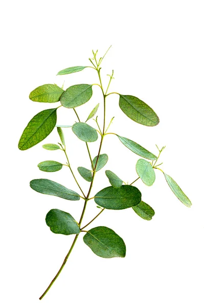 Ένα Κλαδί Ευκαλύπτου Parvifolia Ευκαλύπτου Parvula Λευκό Φόντο — Φωτογραφία Αρχείου