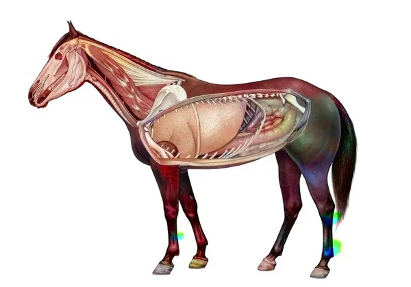 Anatomy Horse Showing Lungs Digestive System — Stock fotografie