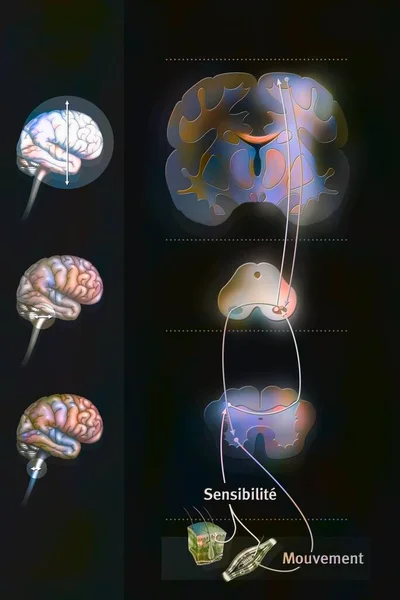 Sensorimotor loop: control of the brain to link sensations to motor reactions.