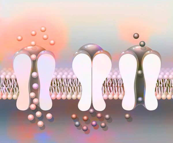 Depolarization: phospholipid membrane with NA + and K + ion channels.