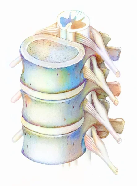 Spine Lumbar Vertebrae Spinal Cord — Zdjęcie stockowe