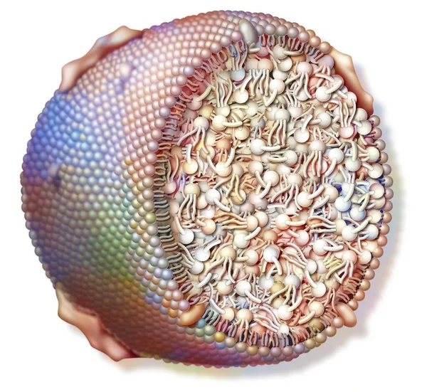 Lipoprotein Phospholipid Membrane Free Cholesterol Apolipoproteins Surface Esterified Cholesterol Triglycerides —  Fotos de Stock