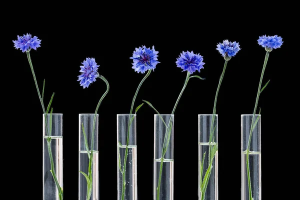Όμορφη Μπλε Άνθη Καλαμποκιού Δοκιμαστικούς Σωλήνες Που Απομονώνονται Μαύρο Φόντο — Φωτογραφία Αρχείου