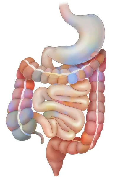 Digestive System Stomach Duodenum Small Intestine Colon — Fotografia de Stock