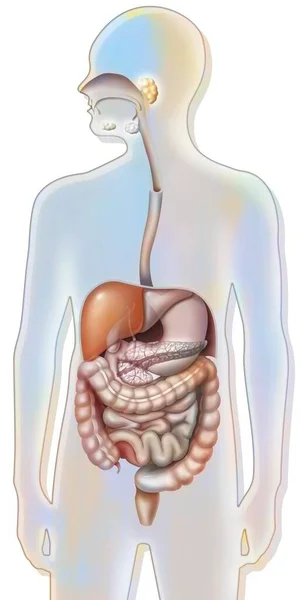 Digestive System Pancreas Esophagus Stomach Duodenum — Foto Stock