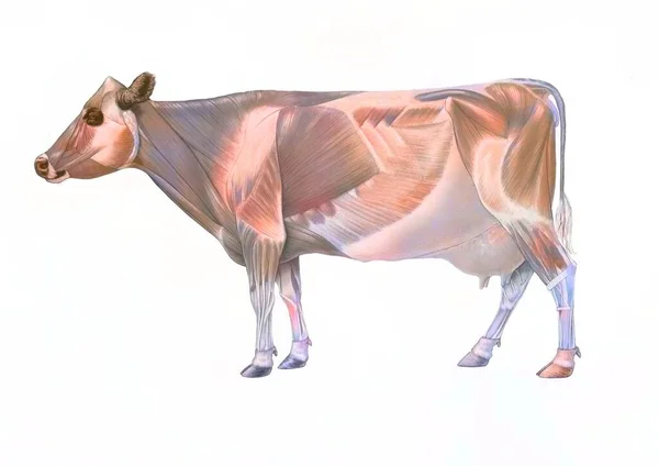 Cow Anatomy Its Muscular System — Foto Stock