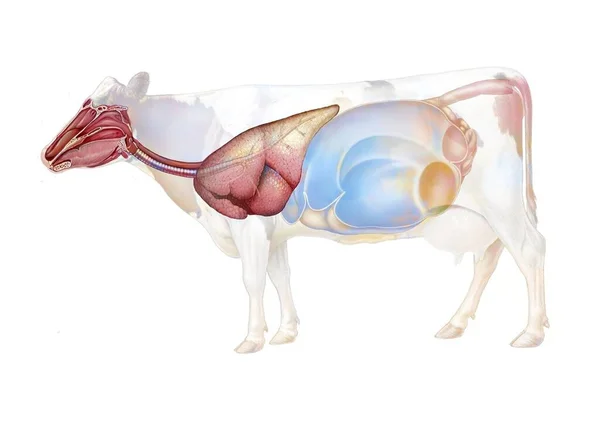 Anatomy Respiratory System Cow — Foto Stock