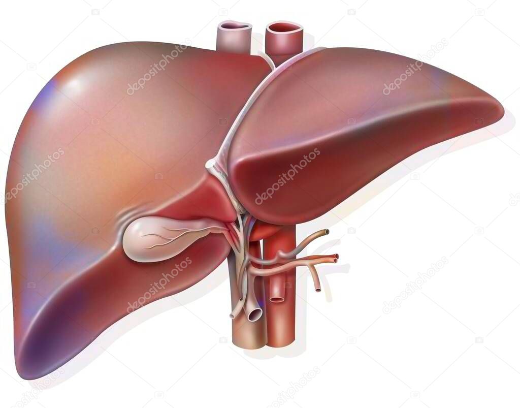 Liver and gall bladder with evidence of hepatic hilum.