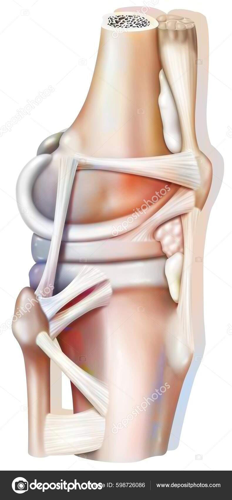 Right Knee Joint External View Ligaments Stock Photo By, 53% OFF
