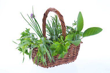 Assortment of aromatic plants (tarragon, mint, chive, basil and sage)