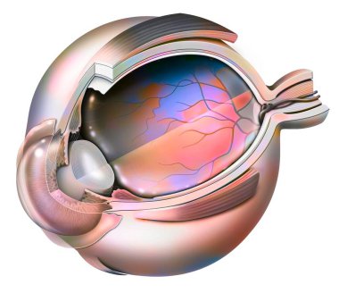 Eye anatomy with vitreous humor transparency effect.
