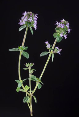 Fresh thyme. on black background