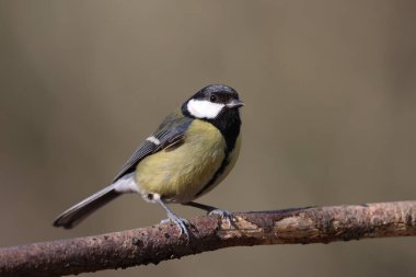Great tit in a park in Paris, Ile de France, France.