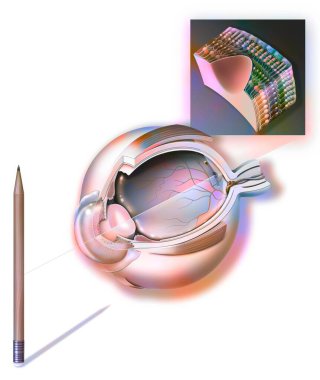 Eye: the visualized image is refracted by the lens and the cornea on the retina.