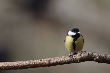 Great tit in a park in Paris, Ile de France, France.