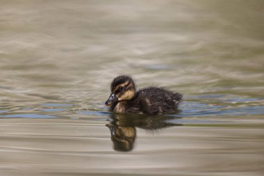 Mallard duckling in a park in Paris, Ile de France, France.