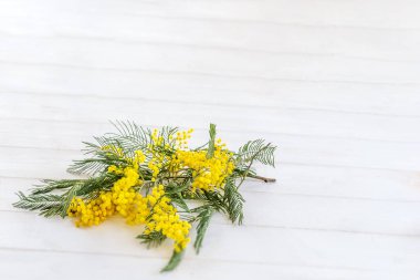 Bouquet mimosa on a white wooden background. top view. copy space