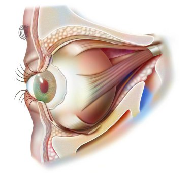 Anatomy of the eye and eyelid (viewed from 3/4) with iris, pupil. . clipart